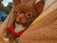 Şivava yavru köpek
