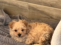 TAM 2 AYLIK BİR BEBEK MALTİPOO