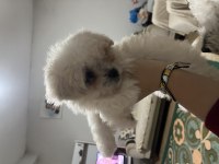 Sıfır numara maltese terrier
