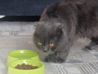 Scottish Fold Yavru Kedimiz