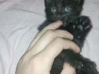 british shorthair 2 aylık