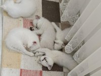 3 british kızımız yeni sahiplerini bekliyor