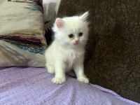 Sütten kesilmiş 2 aylık british shorthair