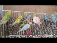 Sağlıklı ev muhabbet kuşları