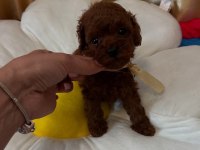 Yasal Köpek Çiftliğinden Toy Poodle Yavrularımız