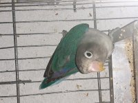 Alıştırmalık Sevda Papağanı