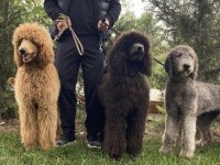 Standart Poodle Yavrular İçin İletişime Geçin