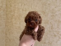 Ev doğumlu tuvalet eğitimli sağlıklı poodle yavrular