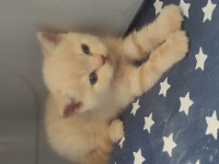 Scottish fold British yavru kedi. Konyaya temmuz 5 ine