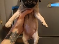 50 Günlük Pug Yavrumuz