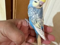 35 GÜNLÜK RENK GÜZELİ ÇEK BEBEK KUŞUMUZ