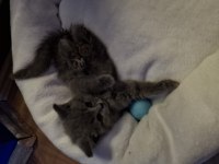 2 aylık british shorthair dişi