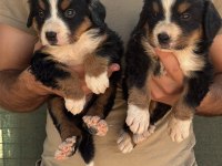 Safkan kaliteli bernese yavrularımız