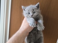 Teslime hazır british shorthair kedisi