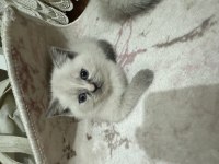 Dişi ve erkek 2 tane yavru british shorthair