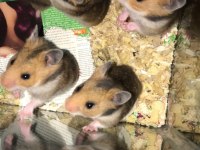 1 paket yem karşılığı hamster ücret talep edilmez