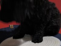 POODLE BEBEĞİM ÖZEL RENK BLEC RENG
