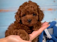 Küçük poodle prensesler