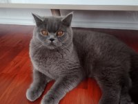 British shorthair erkek kedimiz