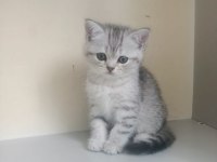 2 aylık british shorthair cinsi kediler