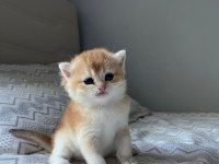 British shorthair golden full şecereli yavru