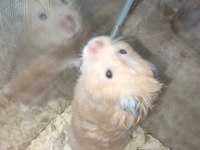 Safkan damızlık ve anaç teddy bear hamster