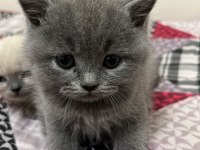 50 günlük british shorthair gri yavrularımız
