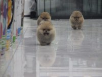 TEDDY BEAR BOO YAVRULAR TAKSİTLE HERYERE GÖNDERİLİR