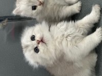 oyuncu ve sevimli yavru kediler