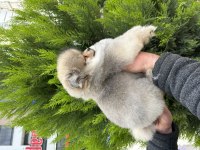 Orjinal Pomeranian Boo İsteyenlere Orange Renk