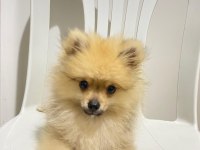 2 Aylık Pomeranian Boo