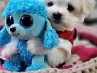Şecereli Teacup Kore Kanı Dişi Maltese Yavrumuz