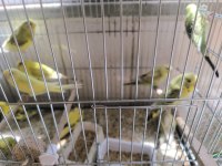 Yeme düşmüş renk güzeli yavru muhabbet kuşları