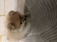 Pomeranian köpeğimizi sahiplendirme