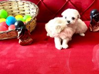 0 Numara maltese bebeklerimiz