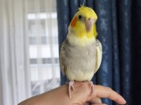 Konuşan ele alışkın sultan papağanı