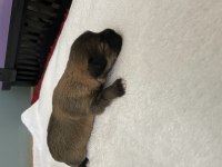 Emzikten kesilince gönderim yapılacak köpekler
