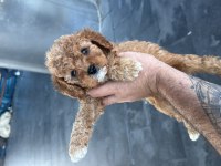 A kalite mini boy Maltipoo köpekler