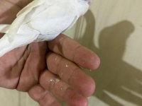 31 GÜNLÜK ALBİNO OĞLAN BEBEK MUHABBET KUŞU