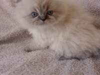 Yakışıklı bir erkek scottish fold