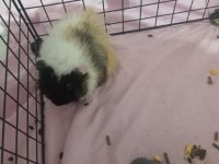 3 Yavru (3 aylık) ve 1 Hamile Ginepig (8 aylık) + Kafes