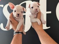 FRANCE BULLDOG BEBEKLER