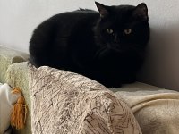 Sevimli 2 Yaşında Erkek British Shorthair
