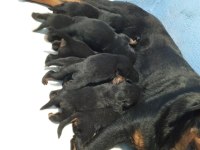Rottweiler yavruları üretim ve satış çiftliğinden