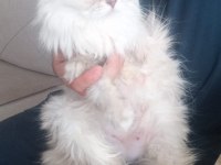 Longhair scottish chocolate ve white baby british longhair