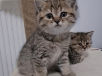British shorthair ve scottish fold sahiplendirme