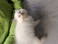 Scottish fold longhair