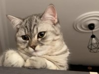 British shorthair 6 aylık erkek