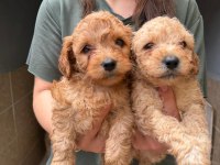 Apricot maltipoo yavrular