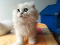 Golden Safkan Lynx Scottish Straight Yavrular